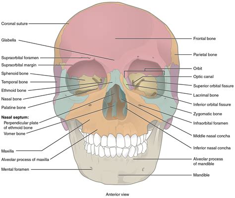 Anatomy And Physiology The Skull