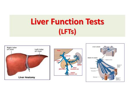 Ppt Liver Function Tests Lfts Powerpoint Presentation Free
