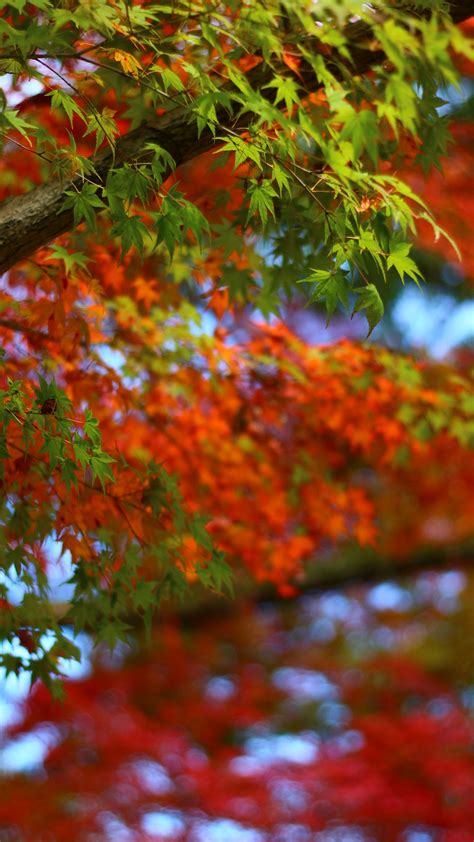Download Wallpaper 1350x2400 Maple Leaves Branches Trees Blur