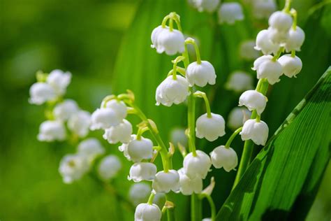 Lily Of The Valley Flower Meaning In The Language Of Flowers Petal