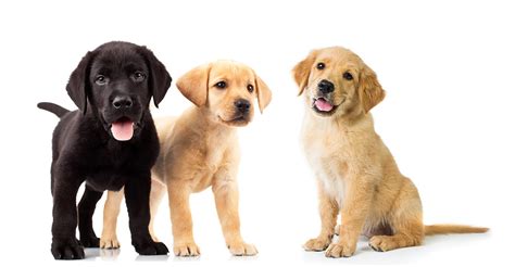 Did you scroll all this way to get facts about golden lab puppies? Golden Retriever vs Labrador - Two of the Most Popular ...