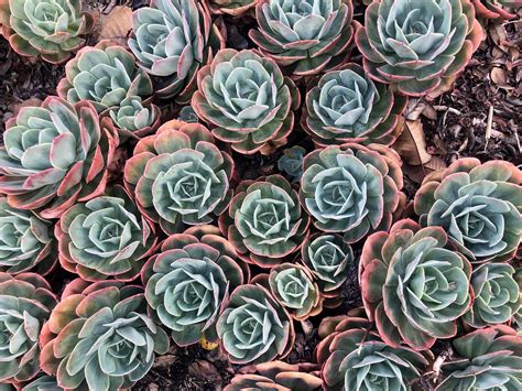Succulent Plant Ground Cover A Low Maintenance Option For Your Garden