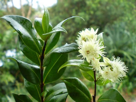 Filecinnamon Myrtle Flower And Leaf Wikipedia The Free Encyclopedia