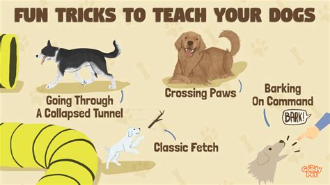 59 Fun And Interesting Dog Tricks To Teach Your Dog The Goody Pet