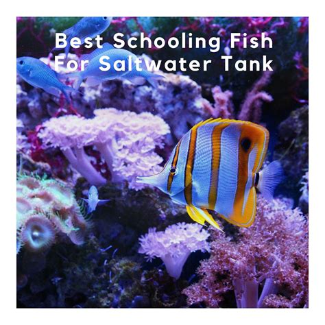 Best Schooling Fish For Saltwater Aquariums Salt Water Coral Tank