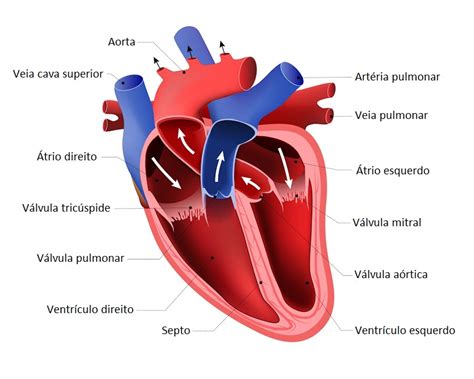 Sistema Cardiovascular O Que é Função E Anatomia Significados