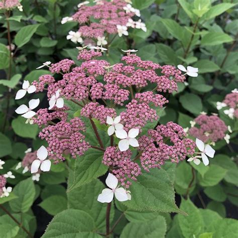 Lacecap Hydrangea Complete Care And Growing Guide Proven Winners