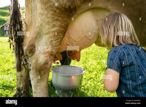 Fermier Qui Trait Une Vache Au Pâturage Vu Par Sa Fille Photo Stock Alamy