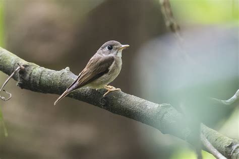 As The Crow Flies A Hong Kong Birding Blog Summer Birding And Herping