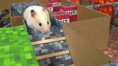 Hamster Escapes From The Minecraft Prison Maze Youtube