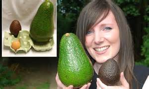Avozilla The Worlds Largest Avocado To Go On Sale At Tesco Daily