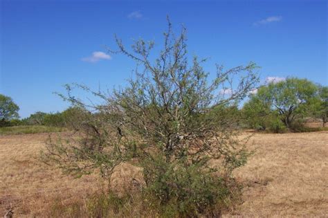 Plants Of Texas Rangelands Twisted Acacia Huisachillo