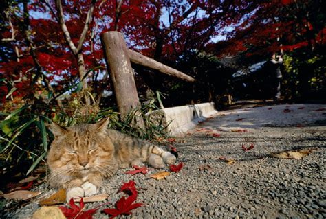 Animal Photographer Mitsuaki Iwago Discusses ‘how To Photograph Cats