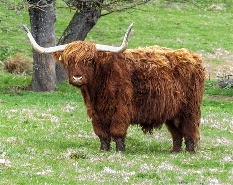Scottish Highland Cattle 4 Photograph By Paul Cannon