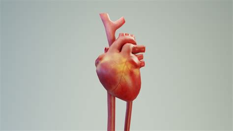 3d Model Human Internal Organs Vr Ar Low Poly Cgtrader