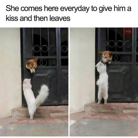 She Comes Here Everyday To Give Him A Kiss And Then Leaves Funny