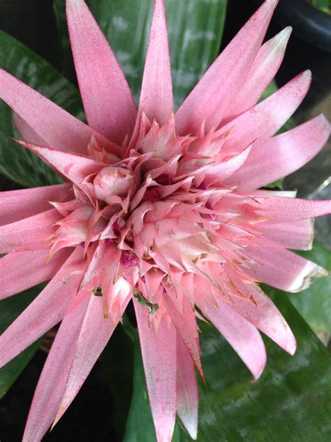 Light Pink Bromeliad Tropical Flowers From Brazilian Fore Flickr