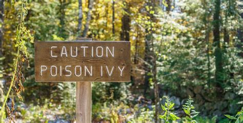Poison Ivy Rash 101 Everything You Need To Know Bon Secours Blog