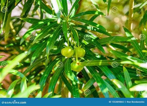 Cascabela Thevetia Fruits Yellow Oleander Lucky Nut On Summer Day