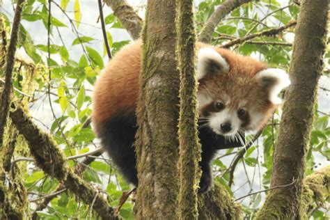 Press Release Evidence Of Growing Red Panda Numbers In Nepal