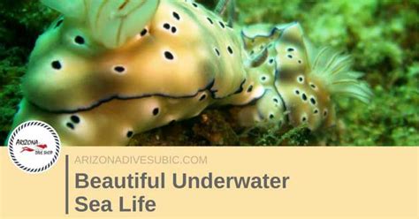 Beautiful Underwater Sea Life Arizona Dive Shop Subic Bay