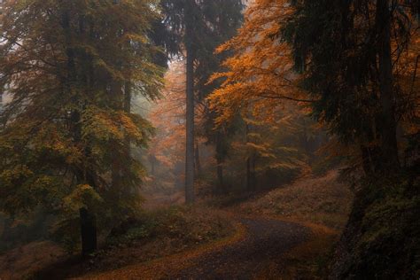 Earth Anthem Dark Autumn Rainy Photography Autumn Aesthetic