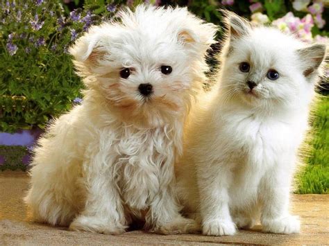 Funny Wallpapershd Wallpapers Cute Puppies And Kittens
