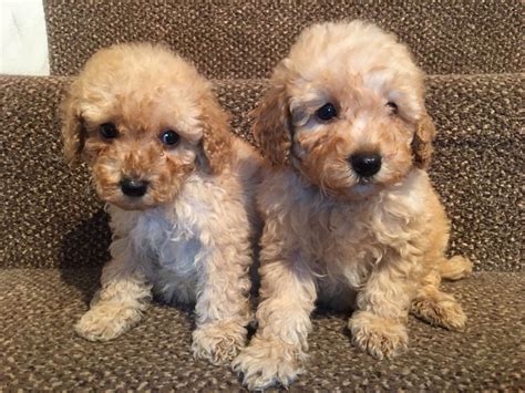 Join millions of people using oodle to find puppies for adoption, dog and puppy listings, and other pets adoption. Miniature Poodle Puppies For Sale | Seattle, WA #192177