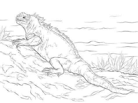 Dibujos para colorear Iguana imprimible, gratis, para los niños y los
