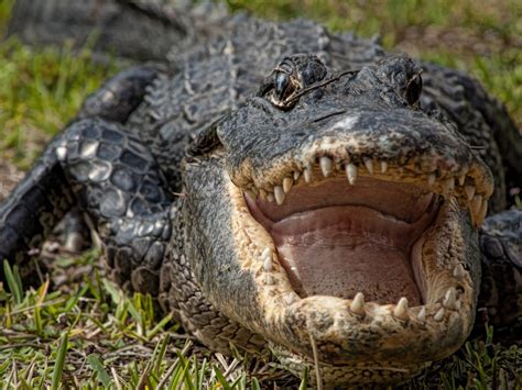 A Giant Alligator In Florida Was Killed After Being Spotted With A