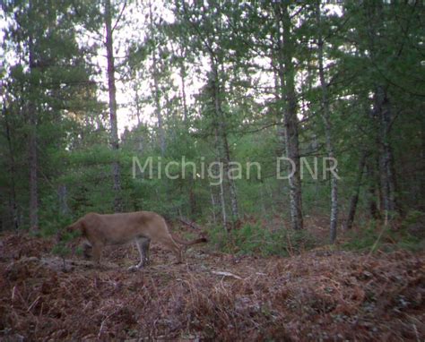 Dnr Confirms Two Recent Photos Of Cougar Sightings In Upper Peninsula