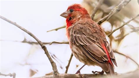 House Finch Hd Birds 4k Wallpapers Images Backgrounds Photos And