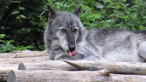The Wolves Of The Wolf Conservation Center Youtube