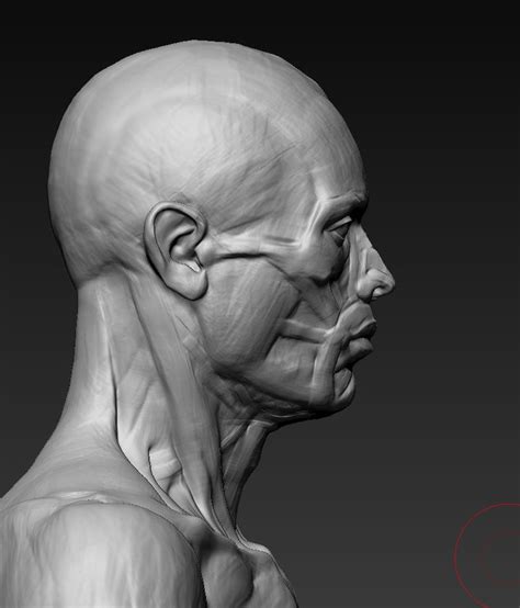 Ecorche Study Adam Daroszewski Anatomy Sculpture Human Anatomy Art