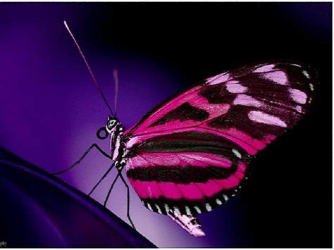 Pink Butterfly Butterfly Butterfly Pictures Butterfly Wallpaper