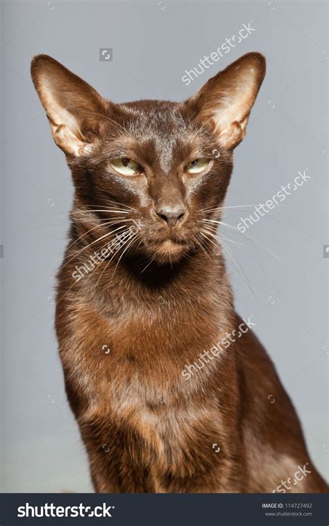 Oriental Shorthair Cat Dark Brown Siamese Breed Studio Shot