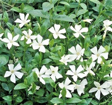 Vinca Minor F Alba Buy Well Established Vinca Proctors Nursery