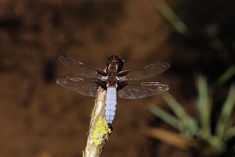 Male Broad Bodied Chaser Photograph By Leslie J Borgscience Photo Library