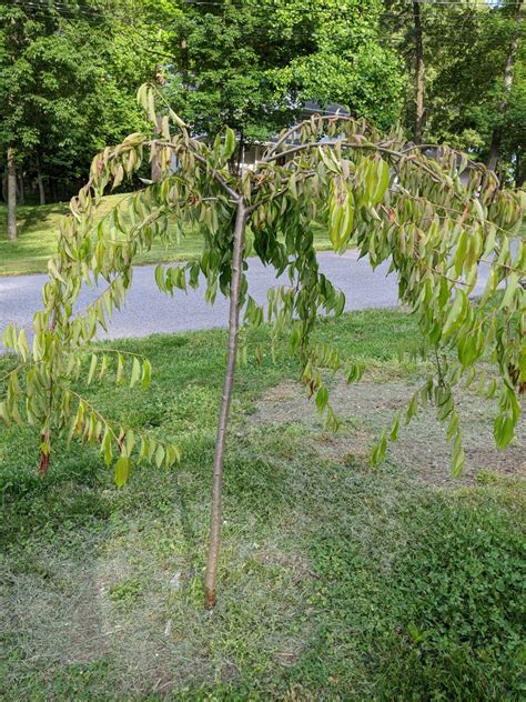 What Is Happening To My Weeping Cherry Trees 645098 Ask Extension