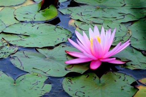 The water lily is a big balanced plant that floats above the water. beautiful by Gilded Junque: The Lily Pond (With images ...