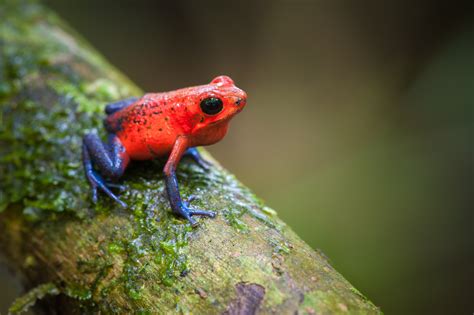 Alimentação Da Rã Flecha Azul