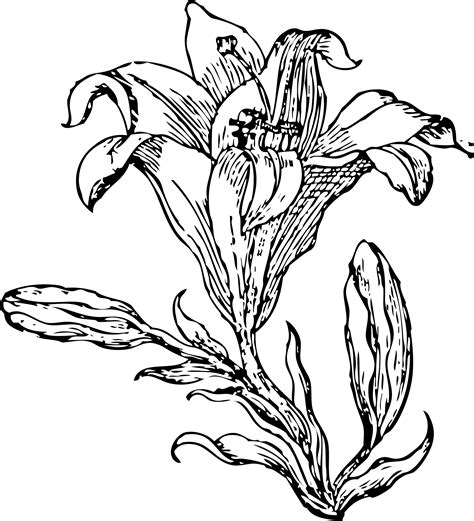 If you find any inappropriate image content on pngkey.com, please contact us. Cartoon Black And White Lilies Pictures to Pin on ...