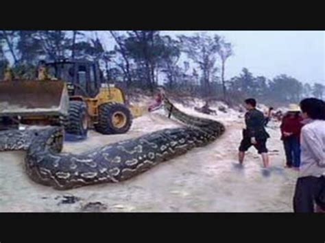 【エグイ！】やばすぎる世界で発見されたでかいヘビ【閲覧注意】 ニコニコ動画