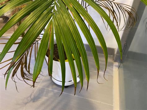 Place your majesty palm plant in the middle of the pot and fill the space around it with soil so that the plant stands upright. indoors - Majesty palm has 3 out of 7 leaves brown. 4th ...
