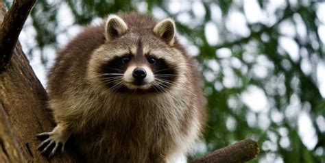Do Raccoons Hibernate A Winter Survival Story