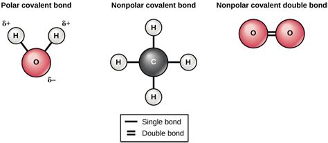 Draw the lewis structure first). Which type of bond represents a weak chemical bond? By ...