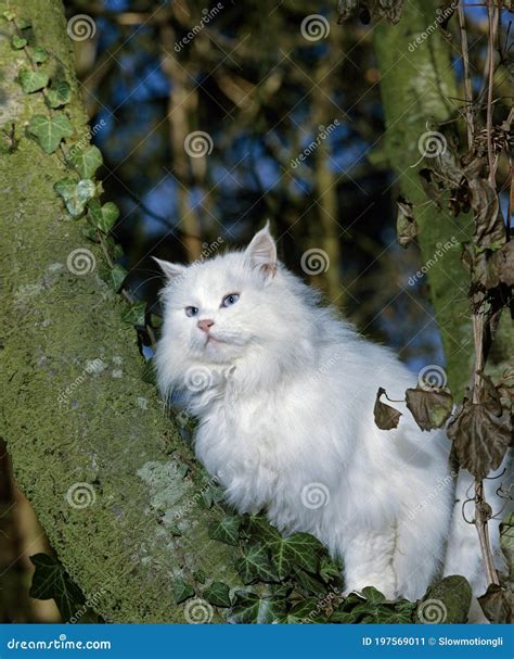 White Turkish Angora Domestic Cat Breed From Ankara In Turkey Stock