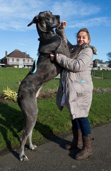 guinness world record great dane guiness record