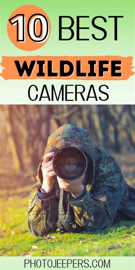 Best Cameras For Wildlife Photography Photojeepers
