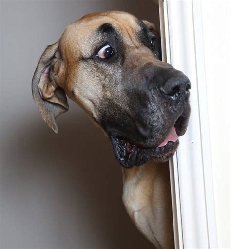 Great danes, too, need exercising yet moderate. What Kind of Dog Is Scooby Doo: Not A Great Dane? - Canine Bible